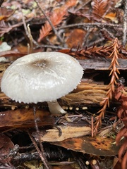 Lepiota atrodisca