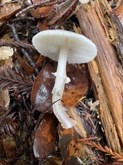 Lepiota atrodisca