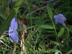 Wahlenbergia stricta stricta