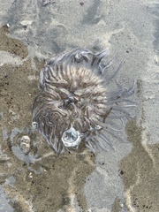 Paracondylactis sinensis