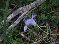 Wahlenbergia stricta stricta