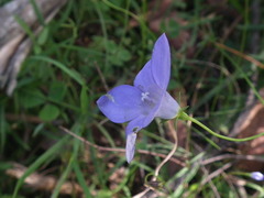 Wahlenbergia stricta stricta