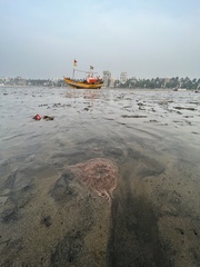 Paracondylactis sinensis