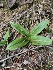 Piperia