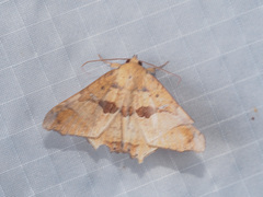 Semiothisops macariata