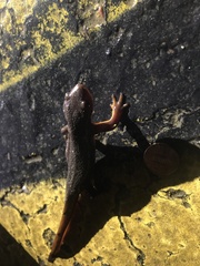Taricha granulosa
