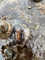 Scutus unguis