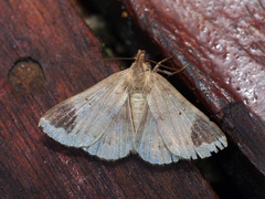 Mecodina poaphiloides