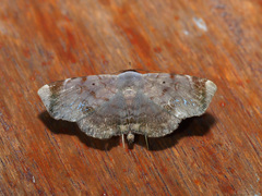 Mecodina albodentata