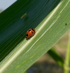 Harmonia