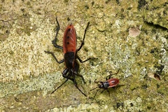 Macrocheraia grandis