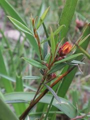 Pultenaea parrisiae