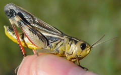 Arcyptera fusca