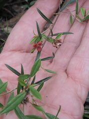 Pultenaea parrisiae