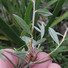 Pultenaea parrisiae