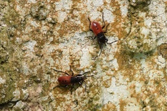 Macrocheraia grandis