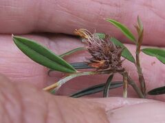 Pultenaea parrisiae