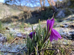 Olsynium douglasii