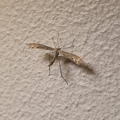 Singularia alternaria