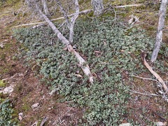 Arctostaphylos × media