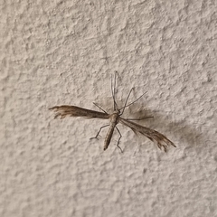 Singularia alternaria