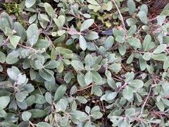 Arctostaphylos × media
