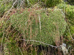 Saxifraga cespitosa