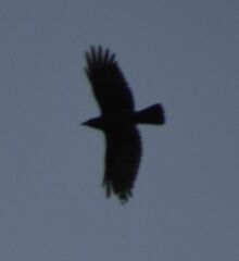 Corvus corone