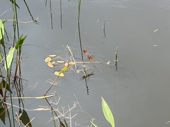 Sympetrum illotum