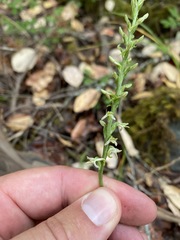 Platanthera transversa