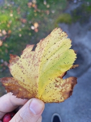 Crataegus crus-galli