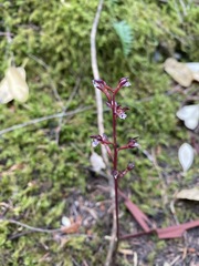 Corallorhiza maculata maculata