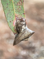 Cymbacha