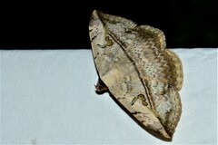 Hypopyra vespertilio