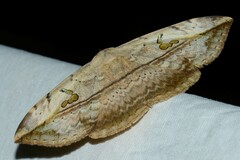 Hypopyra vespertilio