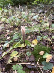Erythronium revolutum