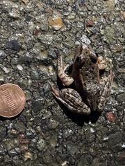 Rana draytonii