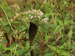 Euploea mulciber barsine