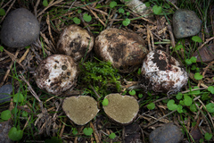 Rhizopogon parksii