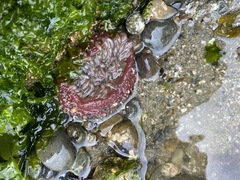 Urticina clandestina