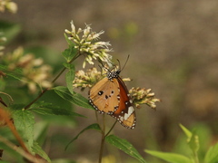 Danaus chrysippus
