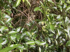 Passiflora tetrandra