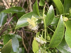 Passiflora tetrandra