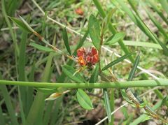 Pultenaea parrisiae