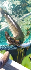 Lepisosteus platyrhincus