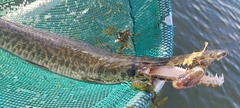 Lepisosteus platyrhincus