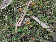 Pultenaea parrisiae