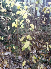 Oemleria cerasiformis