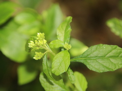 Cyanthillium cinereum