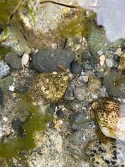 Pagurus granosimanus